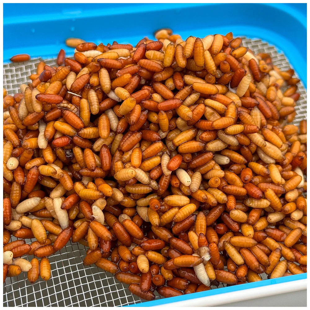 Cresta Bait Tub 1600Ml + Metal Riddle