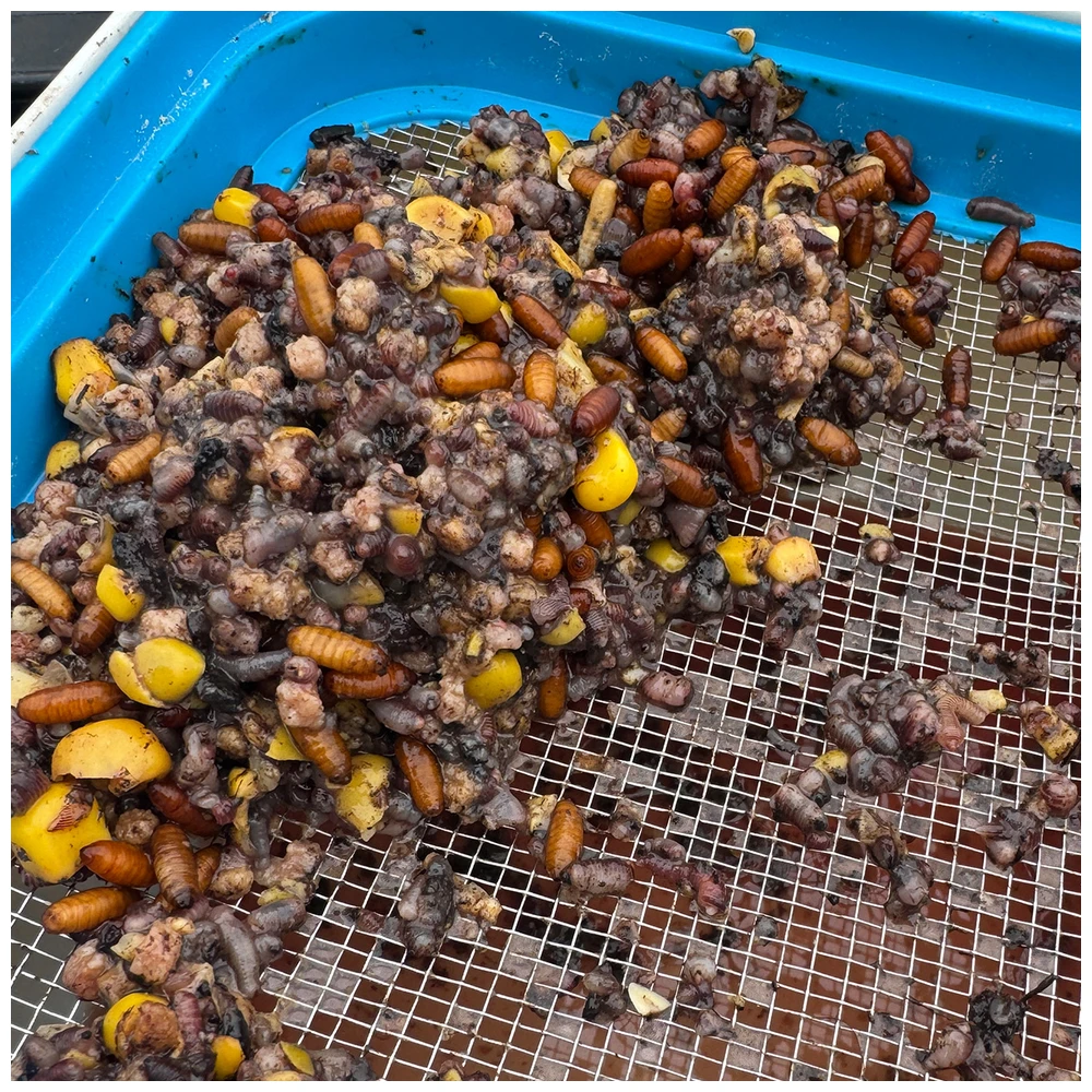 Cresta Bait Tub 1600Ml + Metal Riddle