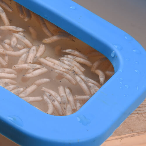 Cresta Baitbox White Open Lid 0.6Lt