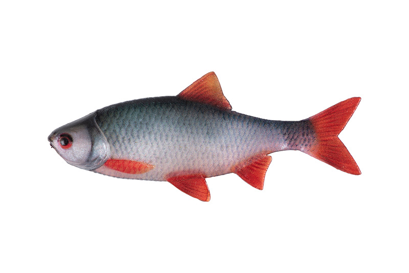 Fox rage Natural Roach Fillet 6cm