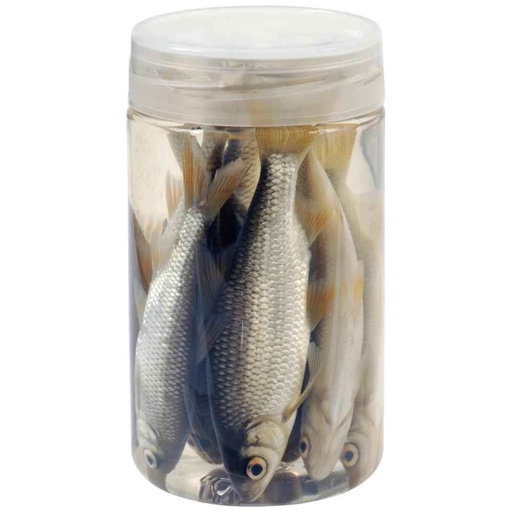 Albatros Doodaas Inpo Voorn 10/12Cm