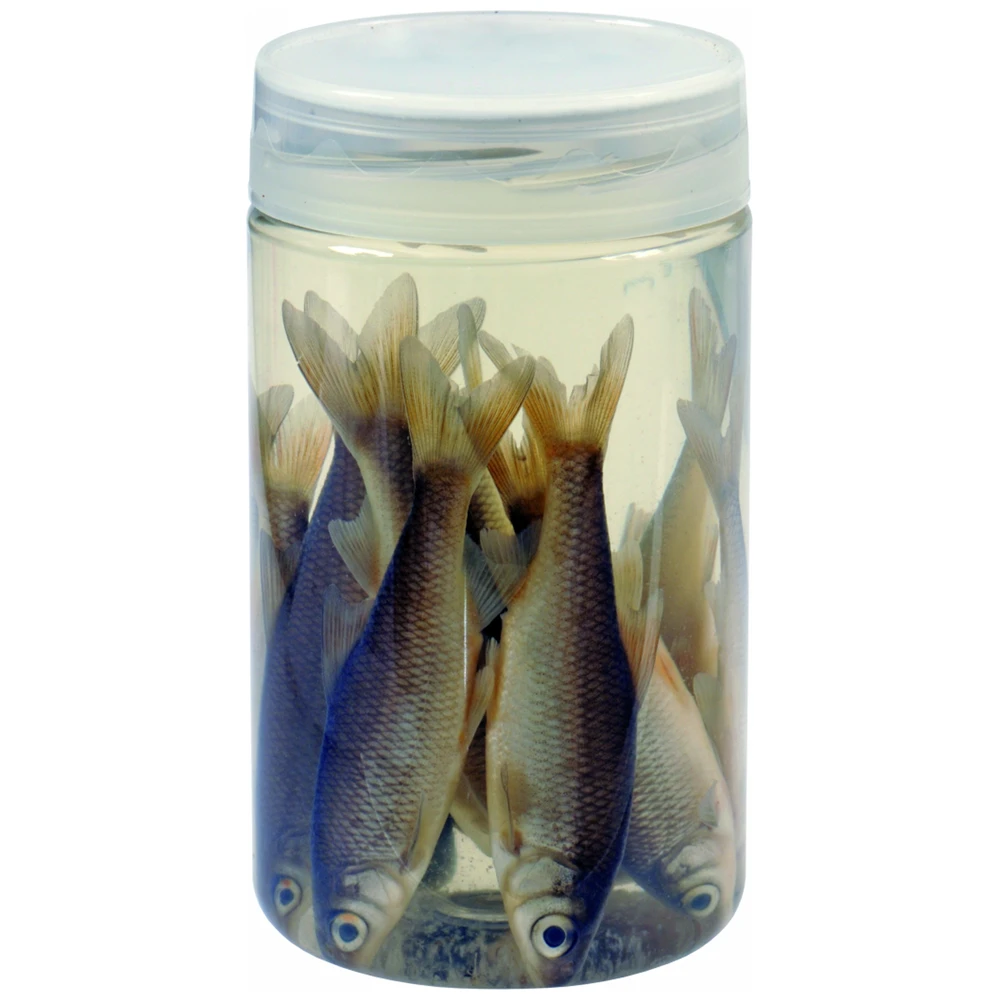 Albatros Doodaas In Pot 8/10Cm