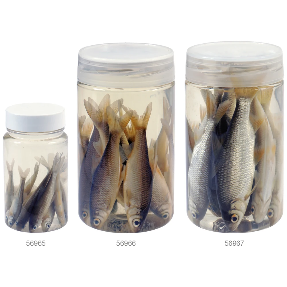 Albatros Doodaas In Pot 8/10Cm