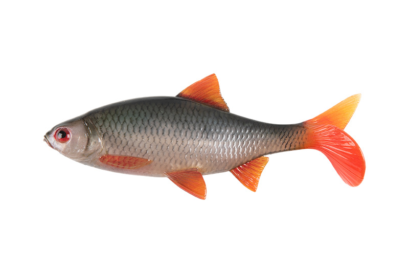 Fox rage Ultra Natural Roach 18cm